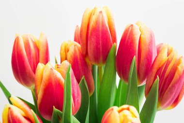 Beyaz arka planda güzel pembe laleler. Kadınlar günü için bayram hediyesi.