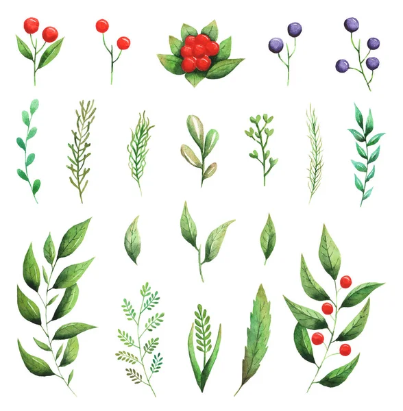 Набор зеленых листьев и ягод, выделенных на белом фоне — стоковое фото