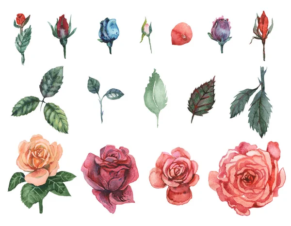 Suluboya ayarlamak beyaz arka plan üzerinde izole güller, el boyalı