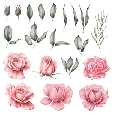 Suluboya ayarlamak beyaz arka plan üzerinde izole çiçek el boyalı