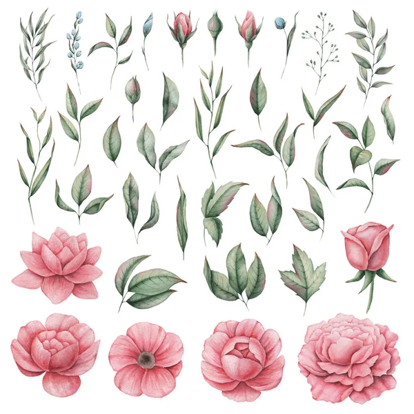 Suluboya ayarla, beyaz arka plan üzerinde izole çiçekler, el boyalı