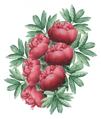 Çiçekler ve yapraklar, beyaz arka plan üzerinde izole suluboya büyüleyici kombinasyonu el boyalı