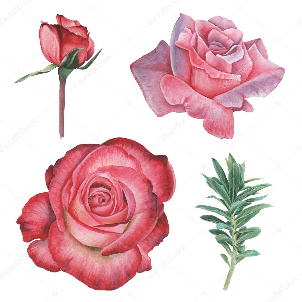 Hand painted watercolor Set of Flowers, isolated on white background