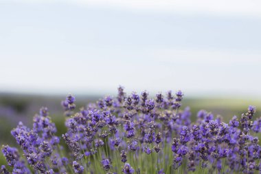 Lavanta alan, lavanta çiçeği alan, doğal arka plan için görüntü güzel görüntüsü