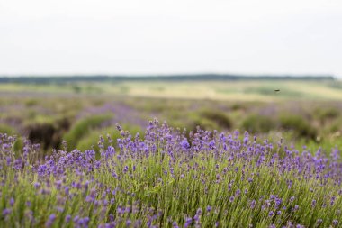 Lavanta alan, lavanta çiçeği alan, doğal arka plan için görüntü güzel görüntüsü