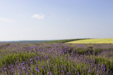 Lavanta alan, lavanta çiçeği alan, doğal arka plan için görüntü güzel görüntüsü
