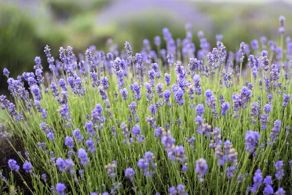 Hermosa imagen de campo de lavanda, campo de flores de lavanda, imagen para fondo natural — Foto de Stock