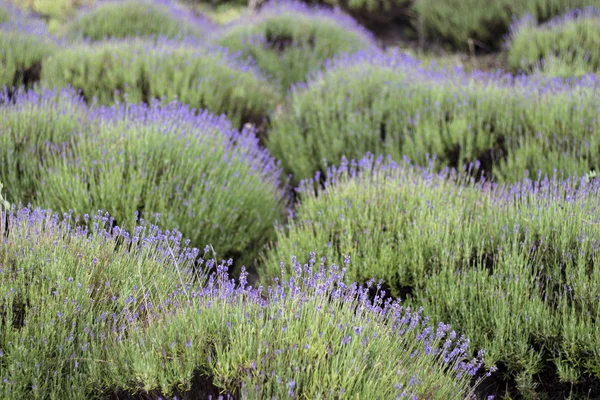 Schönes Bild von Lavendelfeld, Lavendelblütenfeld, Bild für natürlichen Hintergrund — Stockfoto