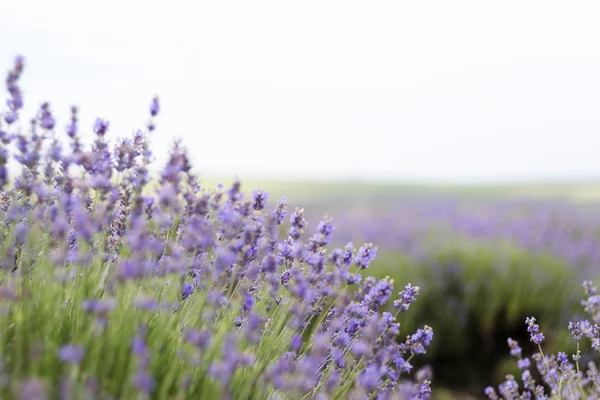 Lavanta alan, lavanta çiçeği alan, doğal arka plan için görüntü güzel görüntüsü