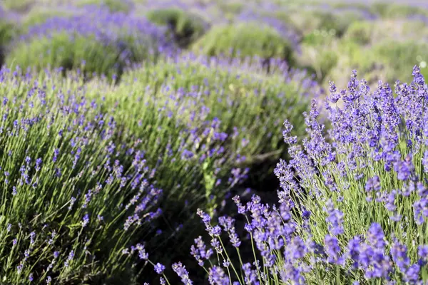 Schönes Bild von Lavendelfeld, Lavendelblütenfeld, Bild für natürlichen Hintergrund — Stockfoto