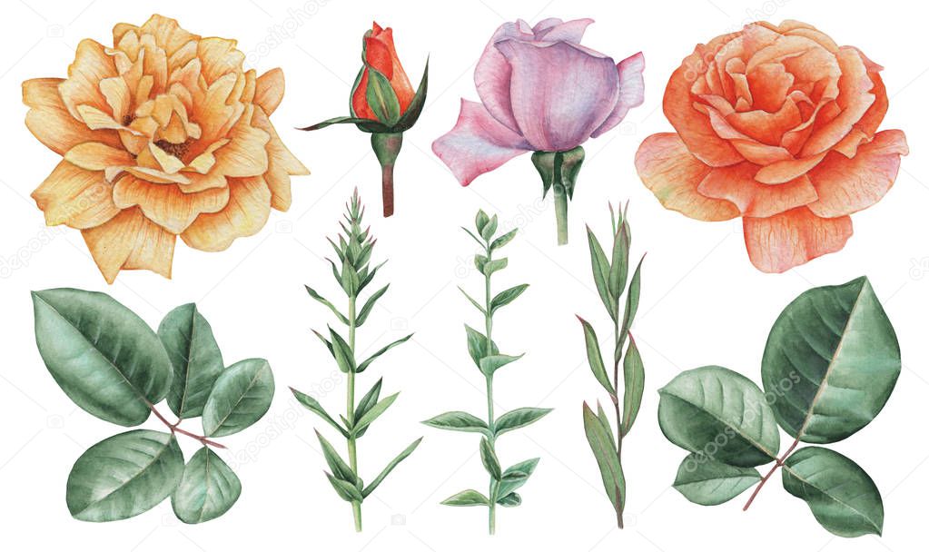 Hand painted watercolor Set of Flowers, isolated on white background