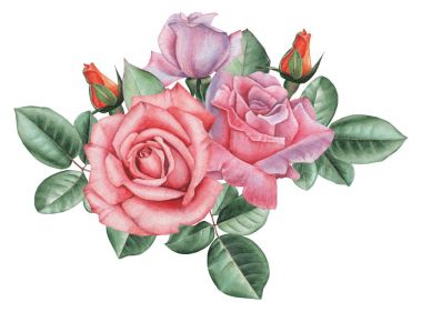 Çiçekler ve yapraklar, beyaz arka plan üzerinde izole suluboya büyüleyici kombinasyonu el boyalı