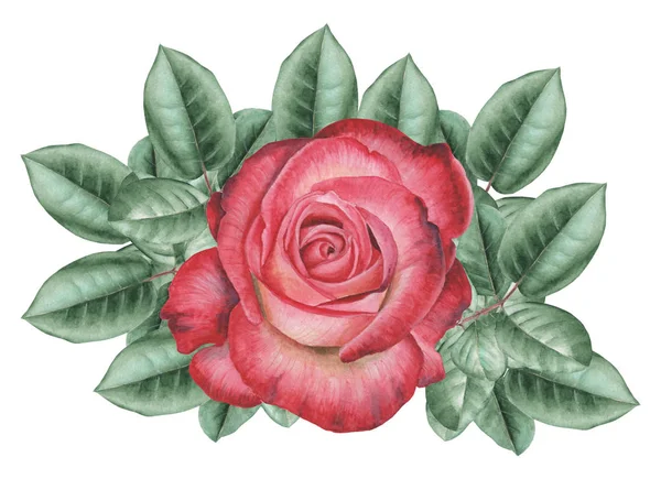 Çiçekler ve yapraklar, beyaz arka plan üzerinde izole suluboya büyüleyici kombinasyonu el boyalı