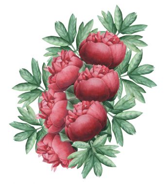 Vektör çizim çiçek ve yaprak, beyaz arka plan üzerinde izole suluboya büyüleyici kombinasyonu