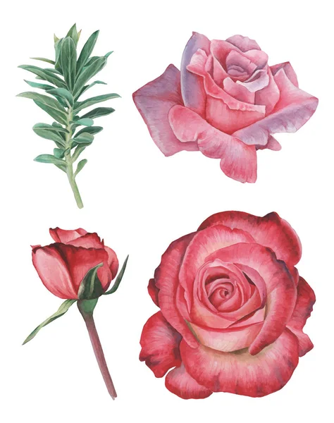 Vektorillustration von Aquarellblumen und Blättern, isoliert auf weißem Hintergrund — Stockvektor