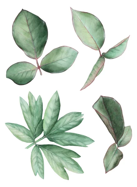 Ilustração vetorial de folhas aquarela, isoladas sobre fundo branco — Vetor de Stock