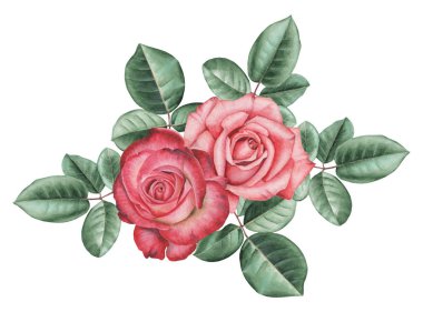 Çiçekler ve yapraklar, beyaz arka plan üzerinde izole suluboya büyüleyici kombinasyonu el boyalı