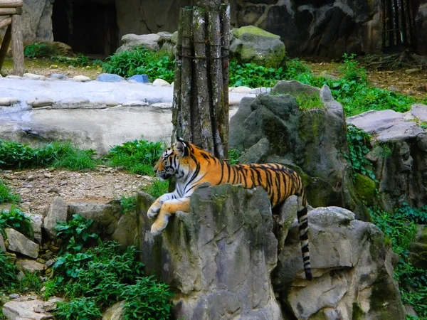 kayanın üzerinde dinlenme tiger