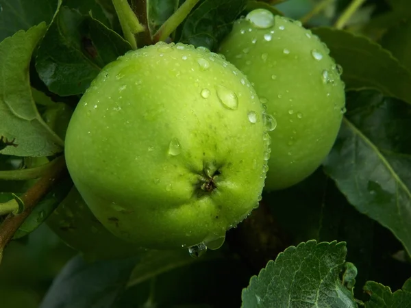 Apple tree with green apples after the rain — Stock Photo, Image