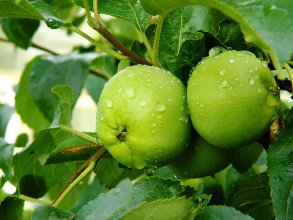 Appelboom met groene appels na de regen — Stockfoto