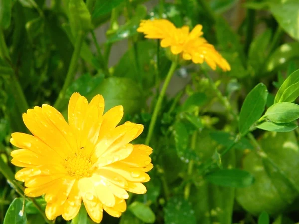 Calendula çiçek bahçesinde
