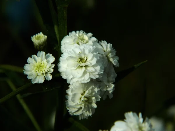 Kleine witte bloemen — Stockfoto