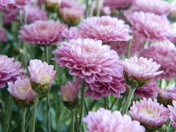 Pembe çiçekler aster. Küçük bir çalı.