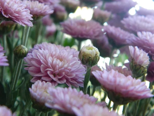 Pembe çiçekler aster. Küçük bir çalı.