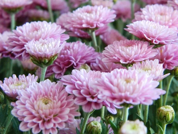 Pembe çiçekler aster. Küçük bir çalı.