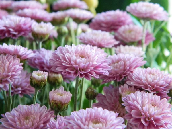 Pembe çiçekler aster. Küçük bir çalı.