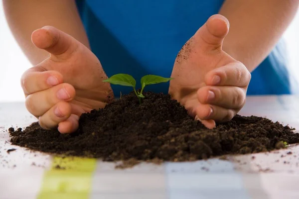 Child Hands Carefully Hold Green Shoot Ecology Concept — Stock Photo, Image