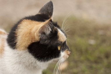 kedi gözleri kedi gözleri yönelik
