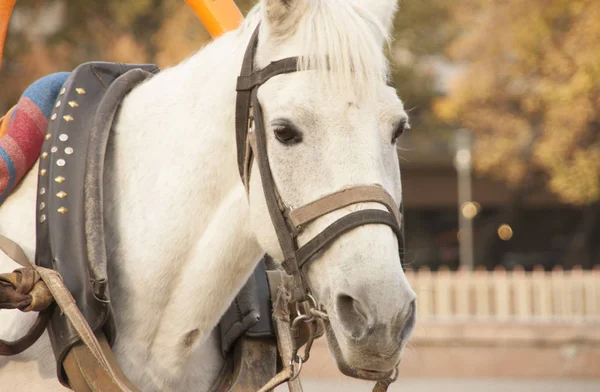 White Horse, güzel bir parkta bir atı ile taşıma