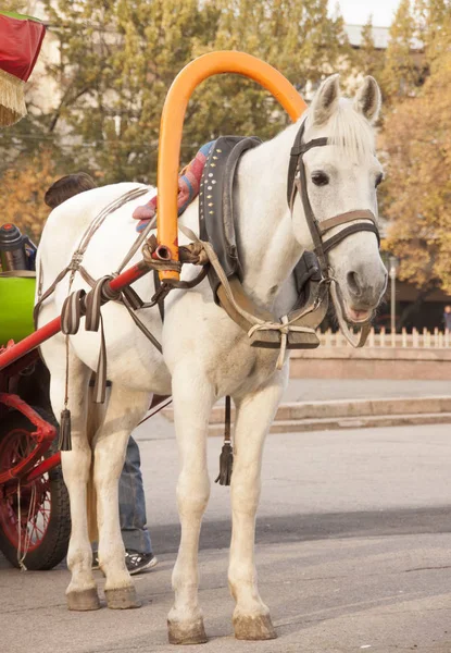 White Horse, güzel bir parkta bir atı ile taşıma