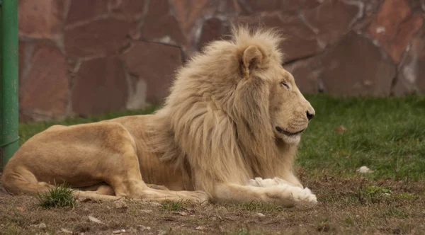 Лев в зоопарке — стоковое фото