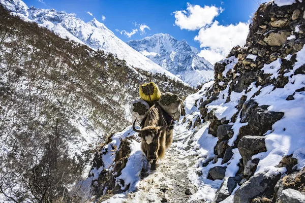 Yak Llevando Cargas Camino Campamento Base Del Everest Región Del —  Fotos de Stock