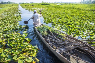 Srinagar, Hindistan - 13 Haziran 2017 - Srinagar, Jammu ve kaşmir, Hindistan 'daki güzel Dal gölünde bir kanoda kürek çeken Müslüman bir adam.
