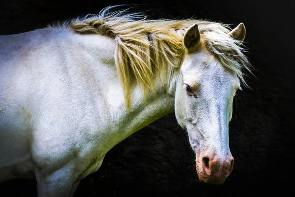 Wild White Horse Spiti Valley North India Stock Picture