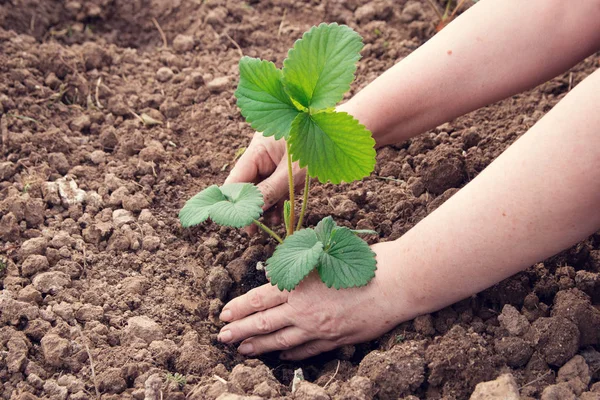 Çilek dikim kadın lahanası