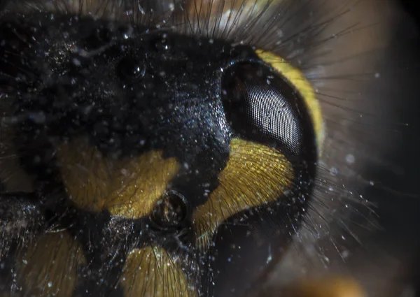 Wasp oeil de près — Photo