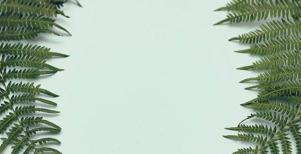 Groene Bladeren Van Varens Blauwe Achtergrond Banner Sjabloon Ruimte Voor — Stockfoto
