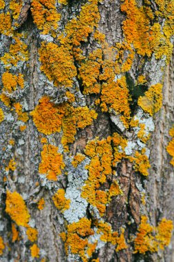 Ağaç gövdesi liken ve yosunla kaplı. Doğuştan kaba bir geçmişi var. Orman doğası. Flora. Bitkiler ve çiçekler.