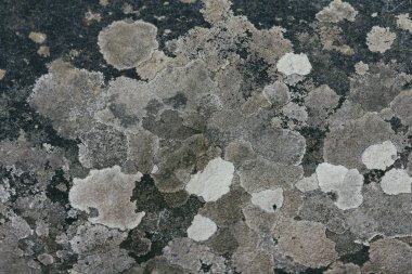 Beton duvar dokusu arka planı. Doğal taşlar. Binanın ön cephesi. Dekoratif alçı. Ev dış görünümü.3D tasarım şablonu. 