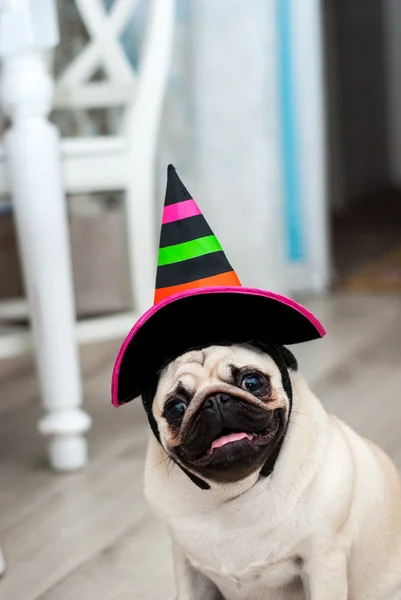 Un buffo carlino in cappello. Piccola strega. Cane di Halloween. Festa di Halloween. Costume di Halloween. Strano cane. Animali simpatici. Cane vestito da strega . — Foto Stock