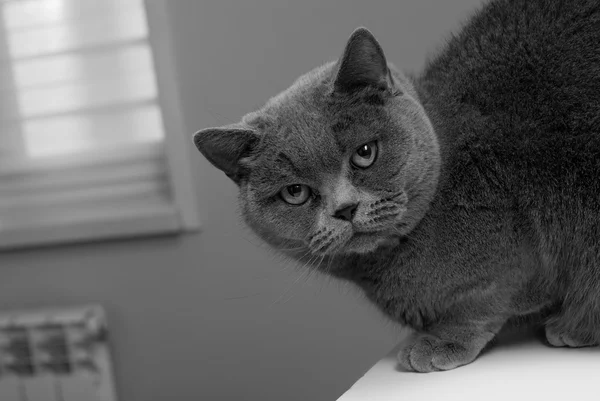 Gato foto preto e branco. Raça gato - British Shorthair. Focinho elegante . — Fotografia de Stock