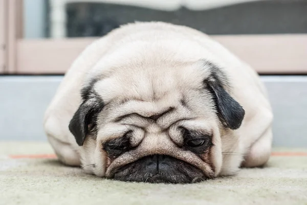 El triste cachorro yace en el suelo — Foto de Stock