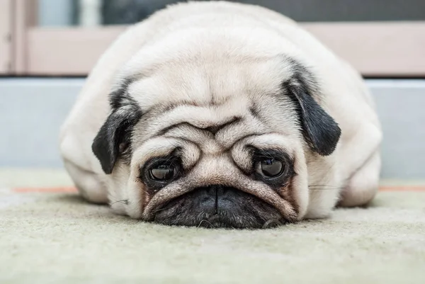 O pug jaz no chão e parece triste olhos — Fotografia de Stock