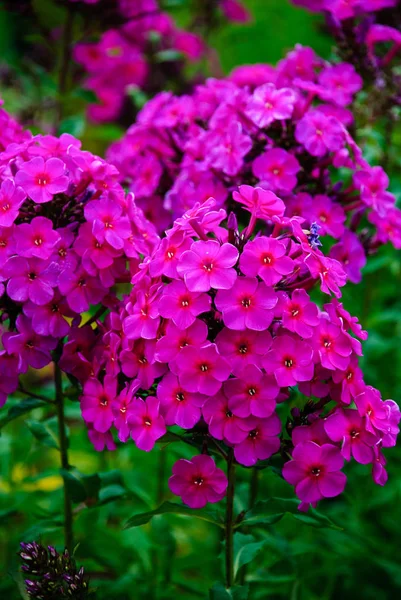 Yemyeşil mor phlox çiçek. 