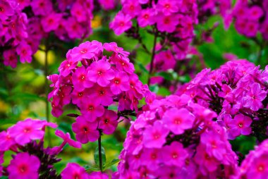 Yemyeşil mor phlox çiçek. 