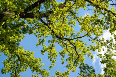 Mavi gökyüzüne karşı yeşil ağaç yaprakları
